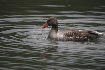 Fototapeta premium Graugans