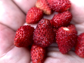 Wild strawberries