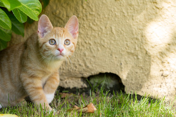 cute red kitten in the garden