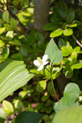 Flower of Houttuynia cordata