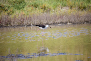 Echasse blanche dans les marais salants