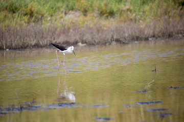 Echasse blanche dans les marais salants