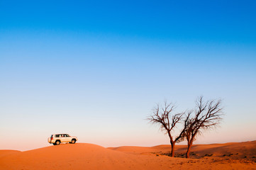 Fototapeta na wymiar Desert trip, desert safari, dead tree