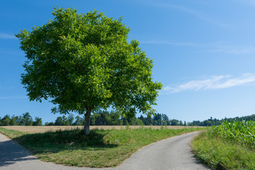 Fototapeta na wymiar Baum an der Strasse 