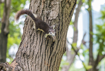 Cute squirrel