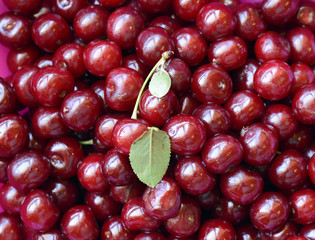 Background of ripe organic cherries