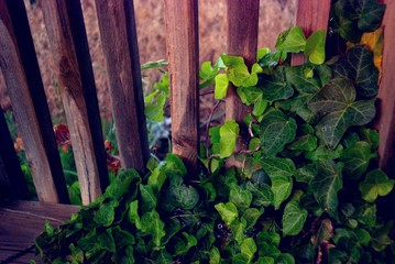 rainy vine 