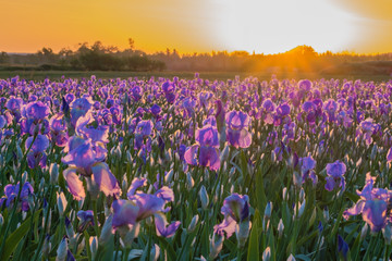 Fototapeta na wymiar Champ d'iris en Provence, France. Lever de soleil.