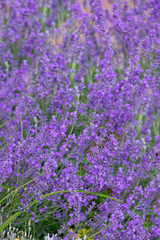 Fototapeta premium Blossoming Lavender in the garden, nature background.Beautifull purple flowers