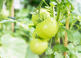 sun grown green tomatoes from ecological, organic farm in Netherlands 
