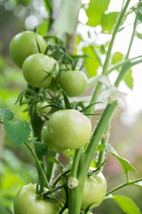 sun grown green tomatoes from ecological, organic farm in Netherlands 