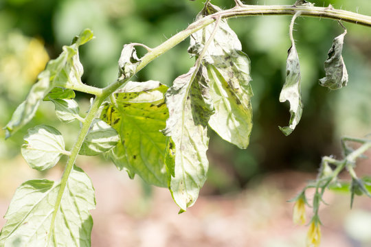 Tomato plant infected tomato spotted wilt virus also known as TSWV