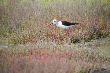 Echasse blanche dans les marais salants