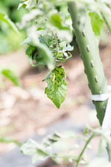 Tomato plant infected tomato spotted wilt virus also known as TSWV