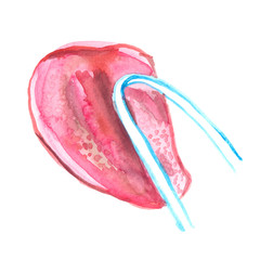 Tongue scraping scheme painted in watercolor on clean white background