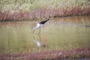 Echasse blanche dans les marais salants