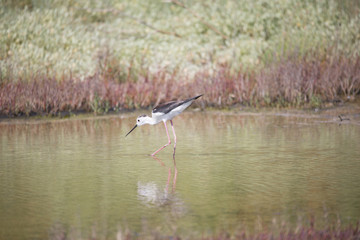 Echasse blanche dans les marais salants