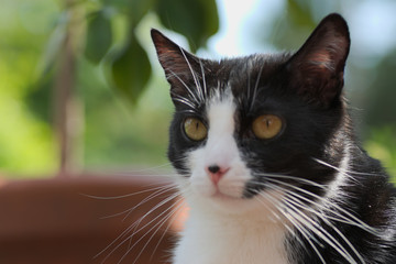 Katze hält Ausschau