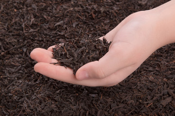 Black tea in hand girl