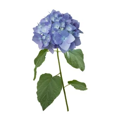 Schilderijen op glas blue hydrangea flowers © SunnyS