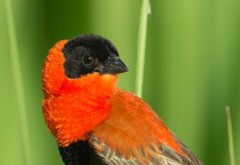Nothern Red Bishop
