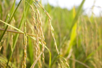 rice field in north Thailand, nature food landscape background.