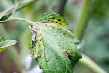 Tomato plant infected tomato spotted wilt virus also known as TSWV