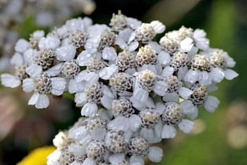 białe drobne kwiatki