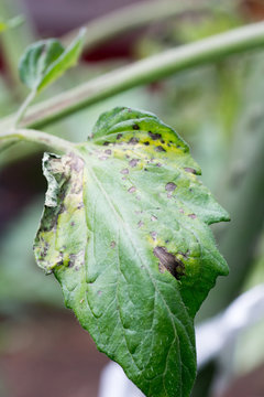 Tomato plant infected tomato spotted wilt virus also known as TSWV