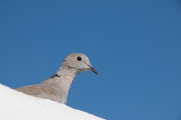 Close-up of pigeon on the roof