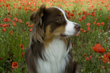 Background: closeup of an Australian shepherd dog of red tricolor color with blue and green eyes sniffing in a poppy-grown farmland (Papaver rhoeas), full blooming red-colored, late spring, italy
