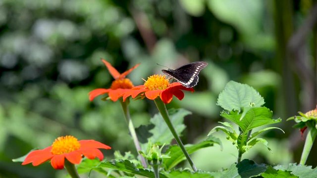 View of butterflies landing on orange Zinnia Elegans flowers in Colombia
