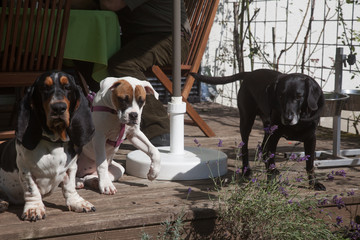 Drei Hunde auf Terasse