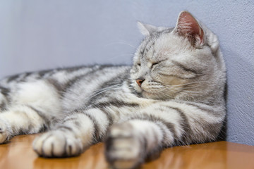 american shorthair rolled around on the table / american shorthair sleep on table