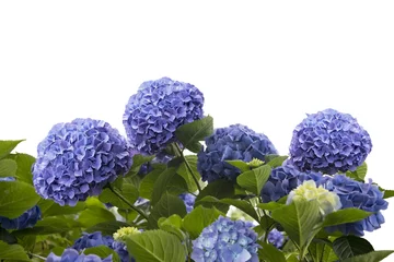 Schilderijen op glas blauwe hortensia bloemen © SunnyS