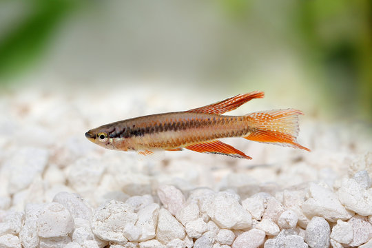 Lagos Red Killifish Male aquarium fish Killi Aphyosemion bitaeniatum 
