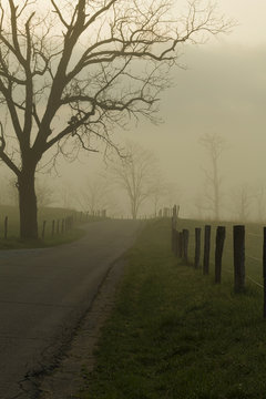 Foggy Spring Morning, Cades Cove, Great Smoky Mountains NP