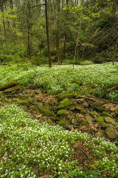Phacelia, Spring, Great Smoky Mountains NP