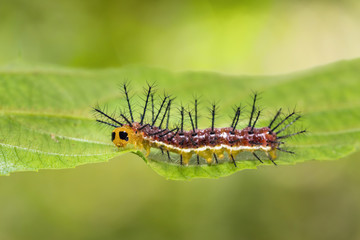 Rustic (Cupha erymanthis) caterpillar