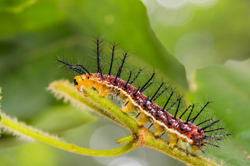 Rustic (Cupha erymanthis) caterpillar