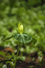 Yellow Trillium & Phacelia, , Great Smoky Mountains NP