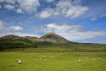 Fototapeta na wymiar View of the Beinn na Caillich mountain (Red Cuillin Hills) from the road between Broadford and Torrin with sheep in the foreground, Isle of Skye, Highlands, Scotland, UK