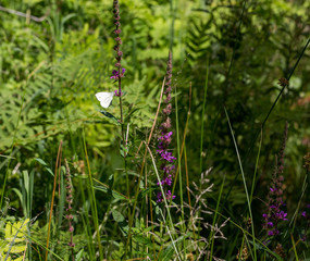 Blumen auf den Wiesen