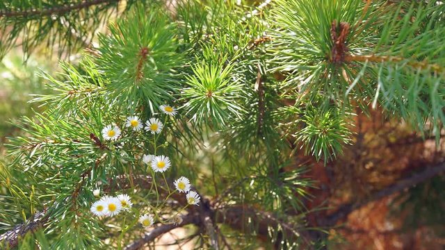 Flowers Daisies in Pines Daisies sprouted through young pine shoots