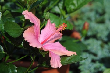 Hibiskusblüte