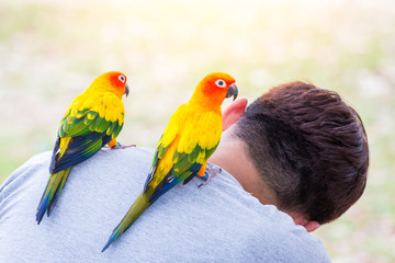 couple macaw on the shoulder of a man, yellow and green macaw, Intimacy of people and macaw.