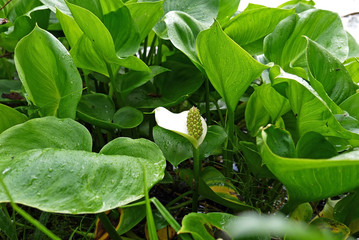Cute flower on the lake. Shartash lake, Ekaterinburg, Sverdlovsk oblast, Russia.