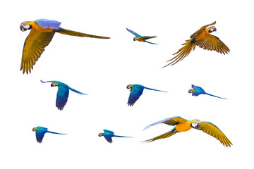 Colourful flying parrots isolated on white © Satawat