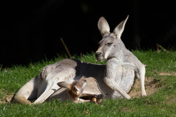Red Kangaroo. Joey in pouch looking at mother. Cute animal meme image with copy space.