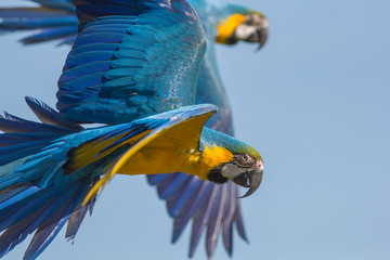 Blue and gold macaw (Ara ararauna). Parrot birds flying. Wildlife image with copy space. © Ian Dyball